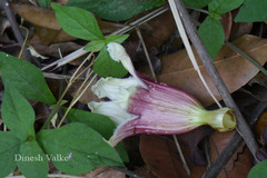 Pajanelia longifolia